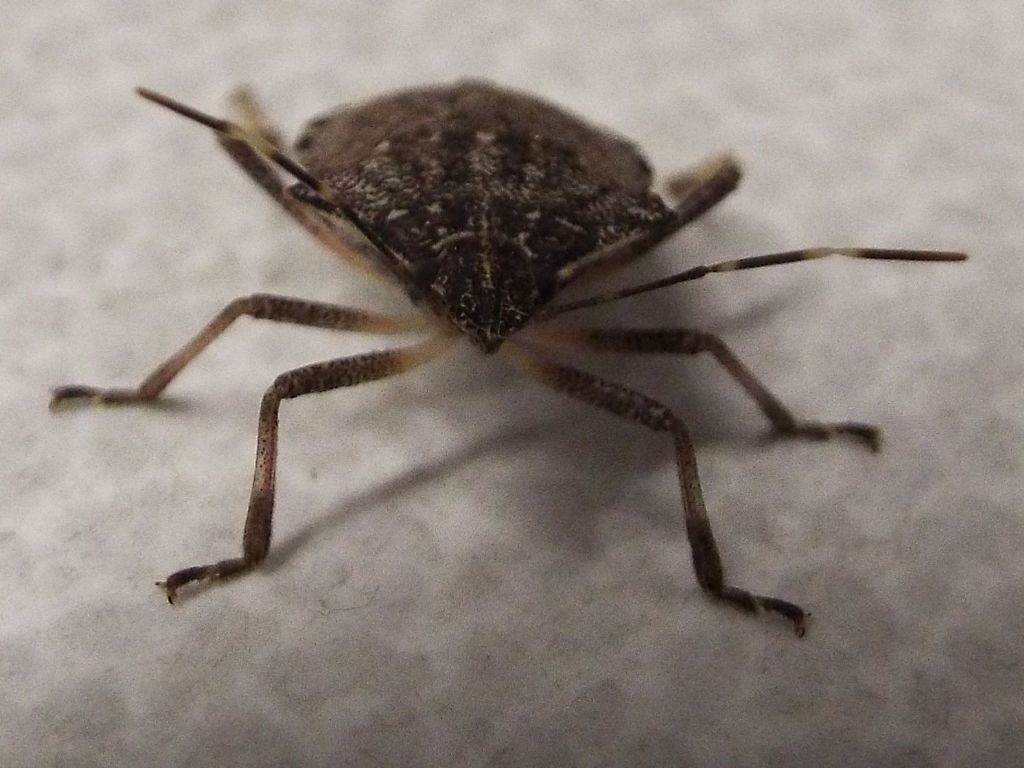 Pentatomidae: Halyomorpha halys